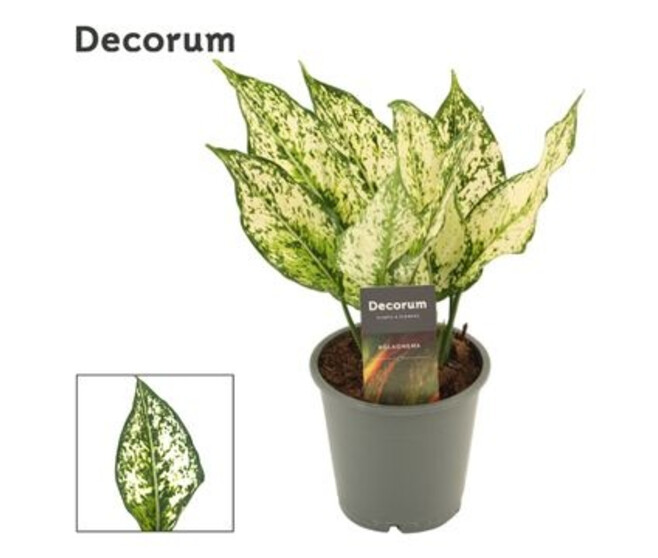 AGLAONEMA WHITE DIAMOND