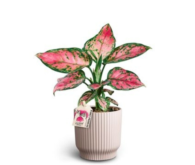 AGLAONEMA OINKY PROMISE CERAM