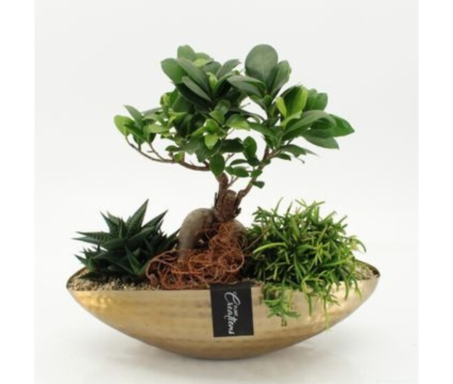COMPO 3 PLANTES ZINC