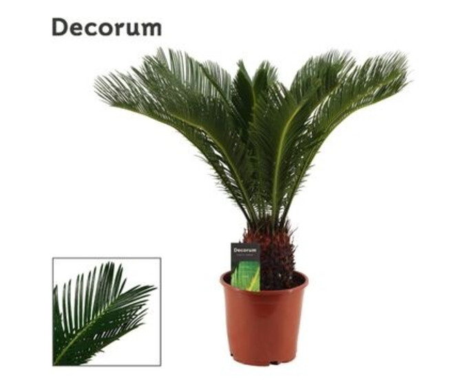 CYCAS REVOLUTA