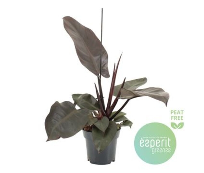 PHILODENDRON BLACK CARDINAL