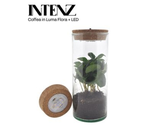 COFFEA ARABICA VERRE