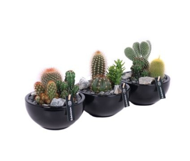 CACTUS X3 CERAM