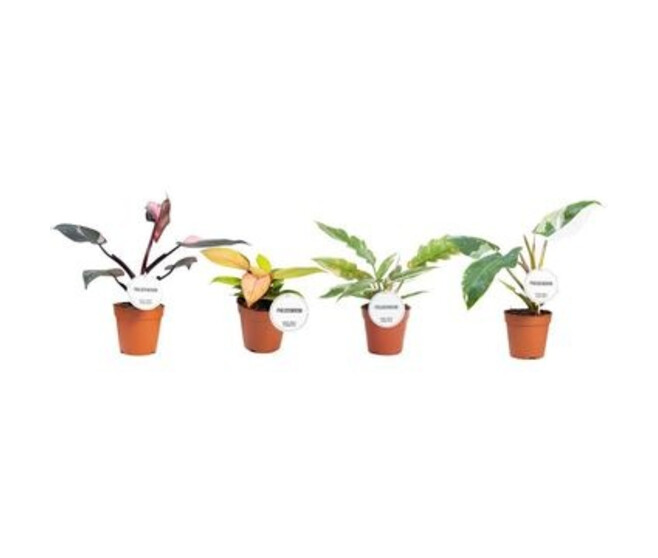 PHILODENDRON PRINCESS VARIE