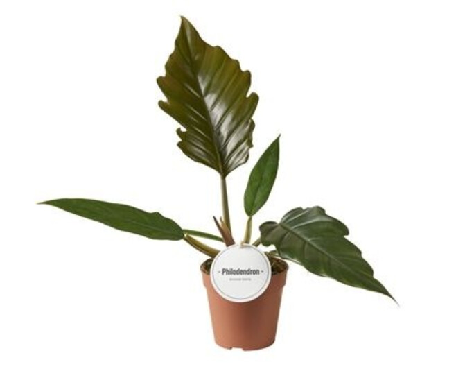 PHILODENDRON BIPINNATIFIDUM