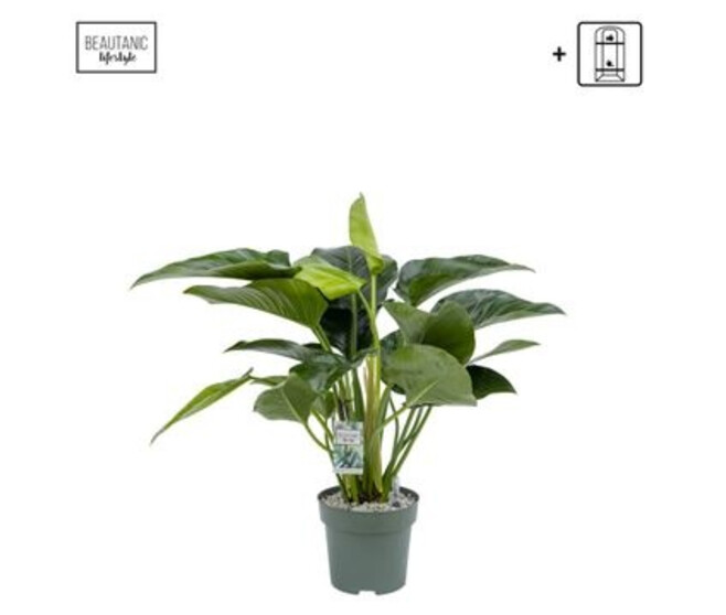 PHILODENDRON GREEN BEAUTY