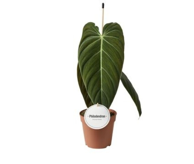 PHILODENDRON MELANOCHRYSUM