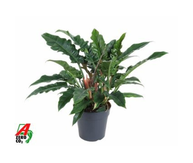 PHILODENDRON NARROW ESCAPE