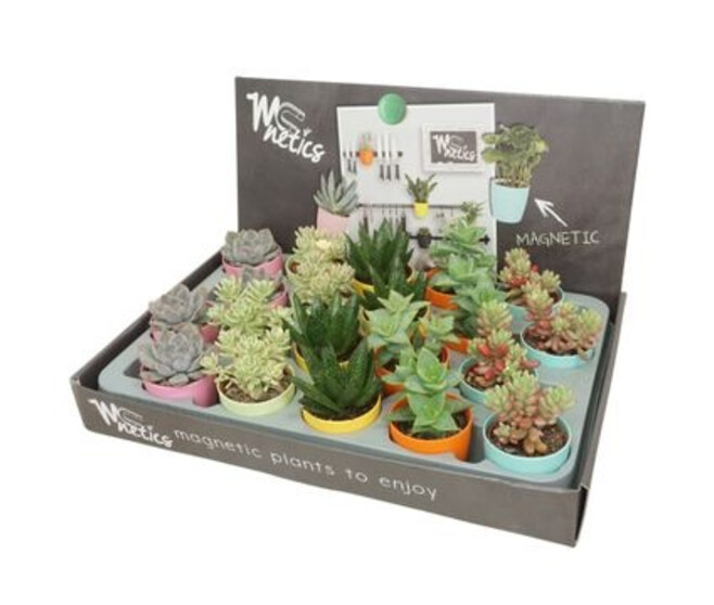 SUCCULENTE POT MAGNETIQUE