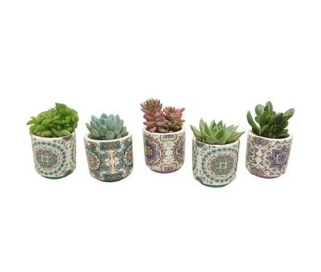 SUCCULENTE CERAM