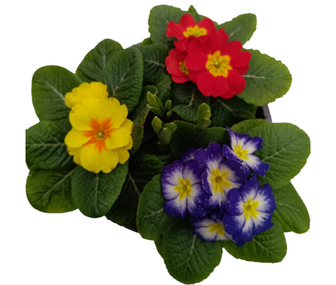 PRIMEVERE X3 NARCISSE X1 COUPE TERRE