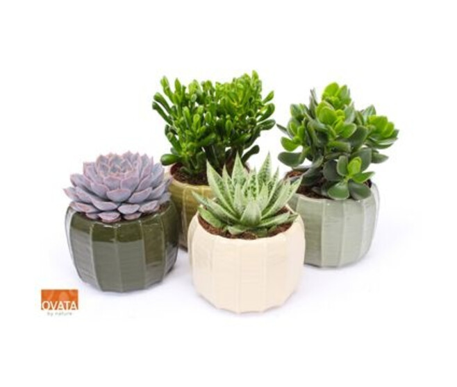 SUCCULENTE CERAM