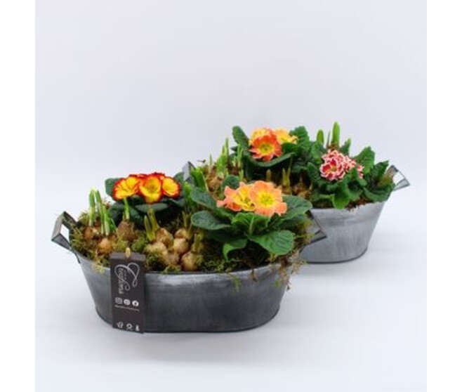 PRIMEVERE ACAULIS X2 BULBES  ZINC