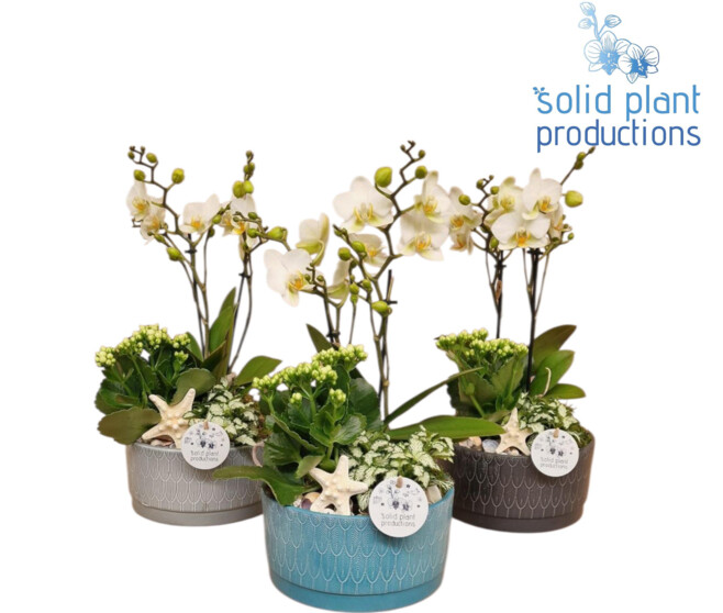COMPO 3 PLANTES CERAM