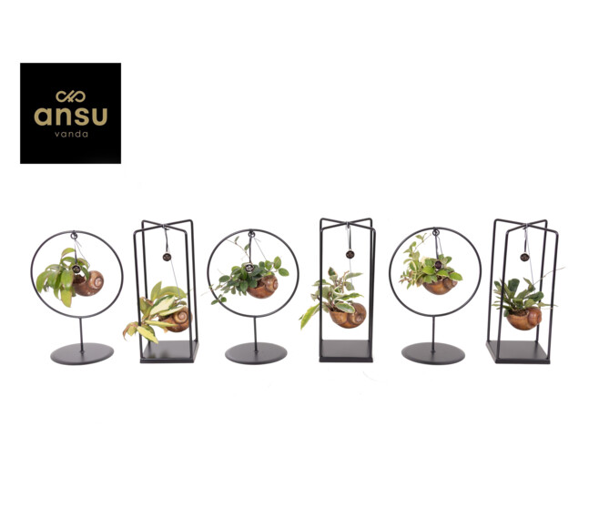 HOYA ESCARGOT SUPPORT METAL