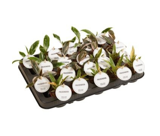 PHILODENDRON PRINCESS VARIE