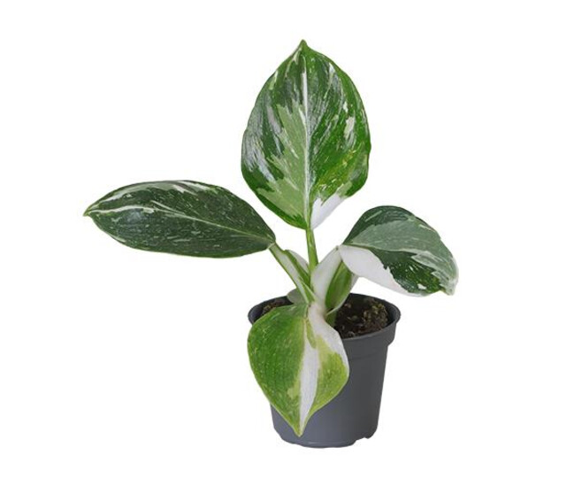 PHILODENDRON