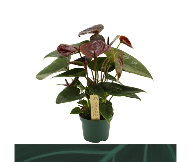 ANTHURIUM ANDREANUM ESSENCIA