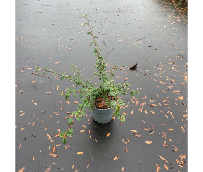 COTONEASTER CORAL BEAUTY
