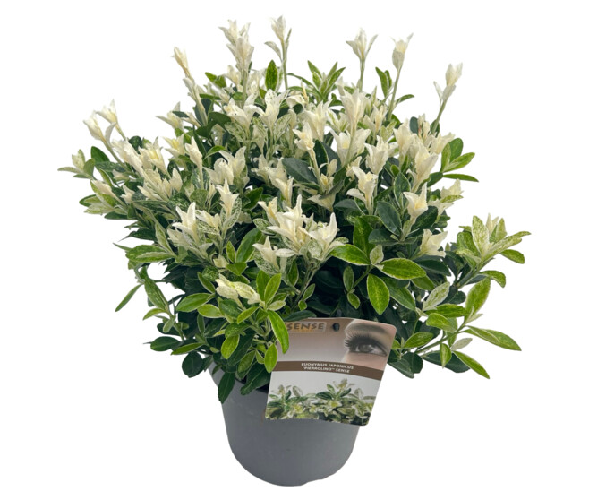 EUONYMUS JAPONICUS PIERROLINO