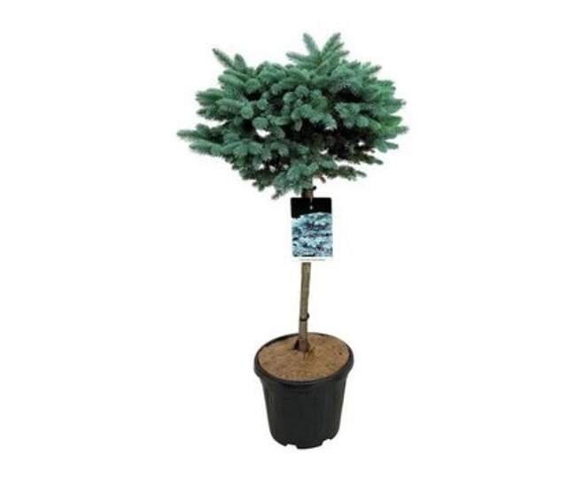 PICEA GLAUCA GLOBOSA TIGE