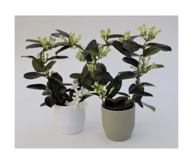 STEPHANOTIS 10/12GR ARCEAU CERAM
