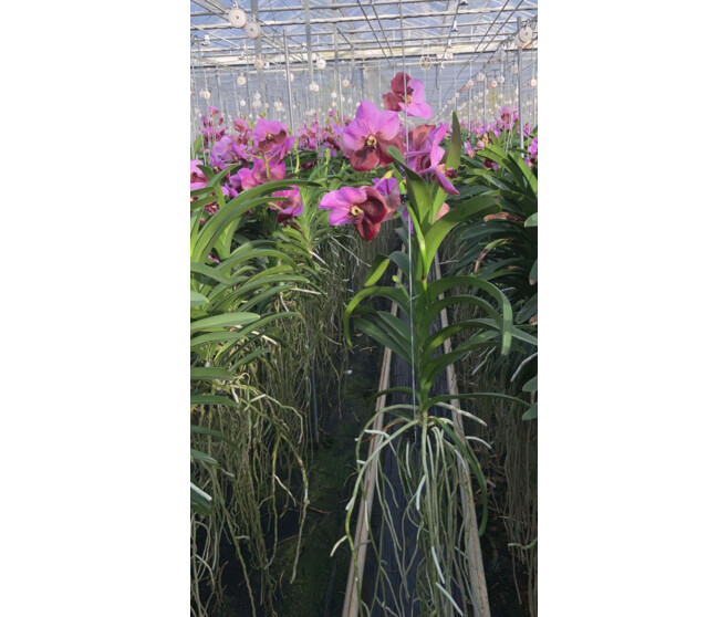 VANDA ROSE SUSP