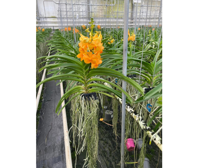VANDA ORANGE SUSP