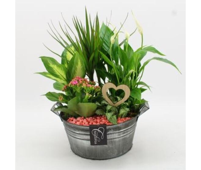 COMPO 5 PLANTES ZINC