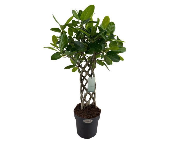 FICUS BENGHALENSIS AUDRREY TRESSE