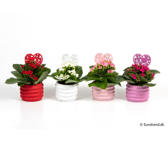 KALANCHOE FL DBLE CERAM