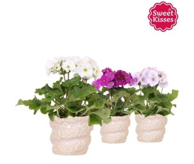 PRIMEVERE OBCONICA CERAM