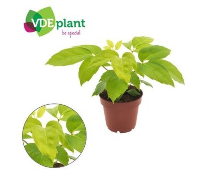 SCHEFFLERA ACTINOPHYLLA