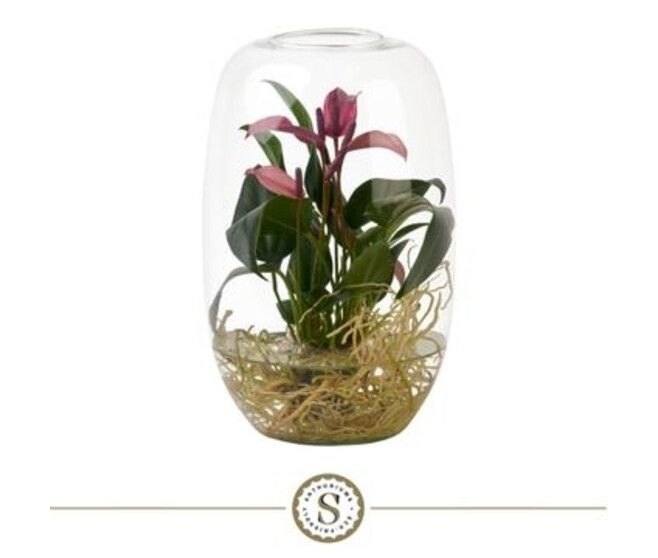 ANTHURIUM ANDREANUM ZIZOU VERRE