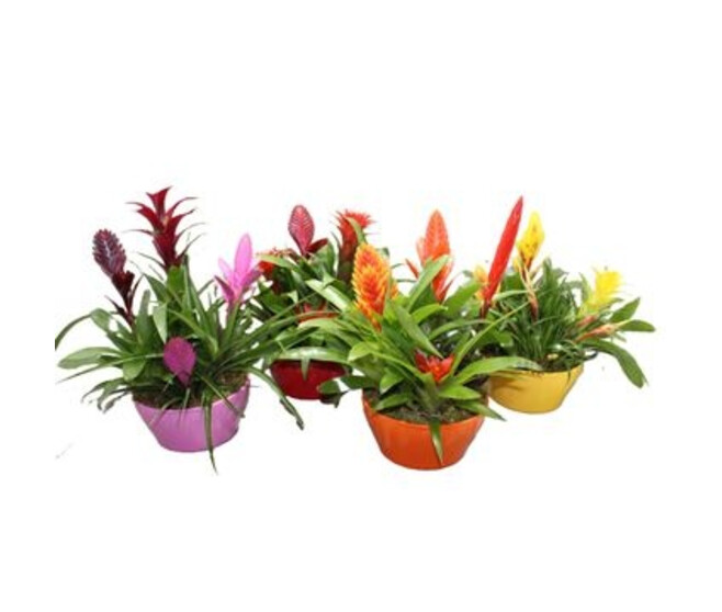 BROMELIACEE X4 CERAM