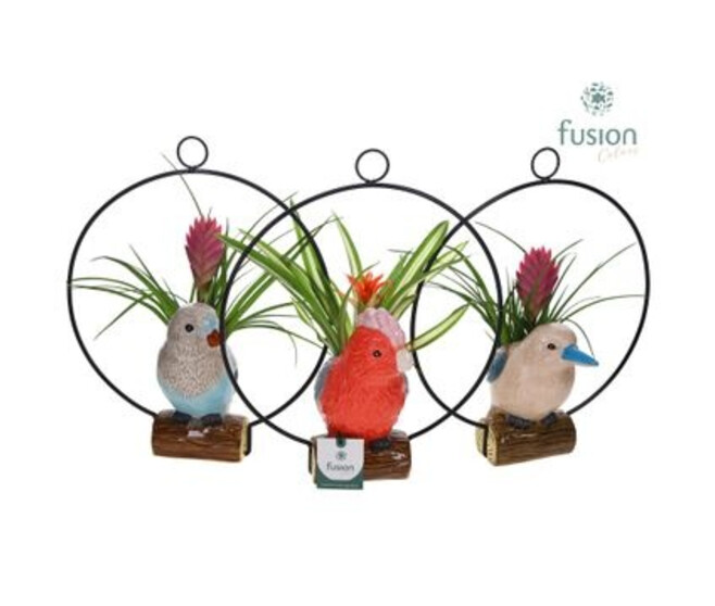 BROMELIACEE OISEAU CERAM