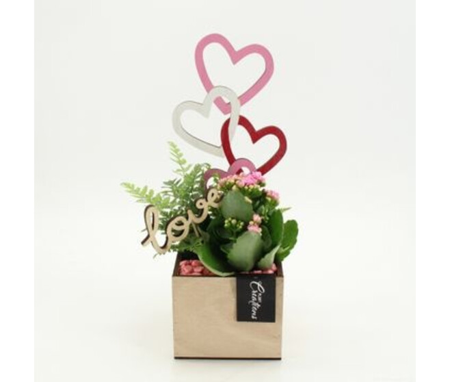 COMPO KALANCHOE BOIS