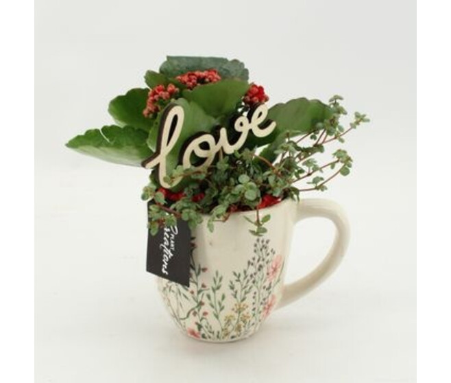 KALANCHOE FL DBLE CERAM TASSE
