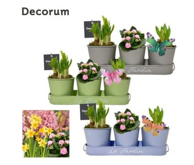 COMPO 3 PLANTES ZINC