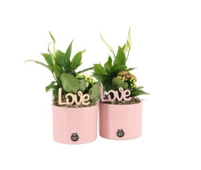 COMPO 2 PLANTES CERAM