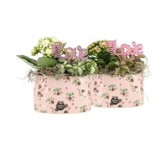 COMPO 2 PLANTES CERAM