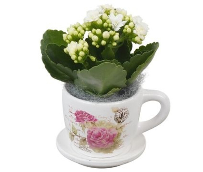KALANCHOE FL DBLE CERAM