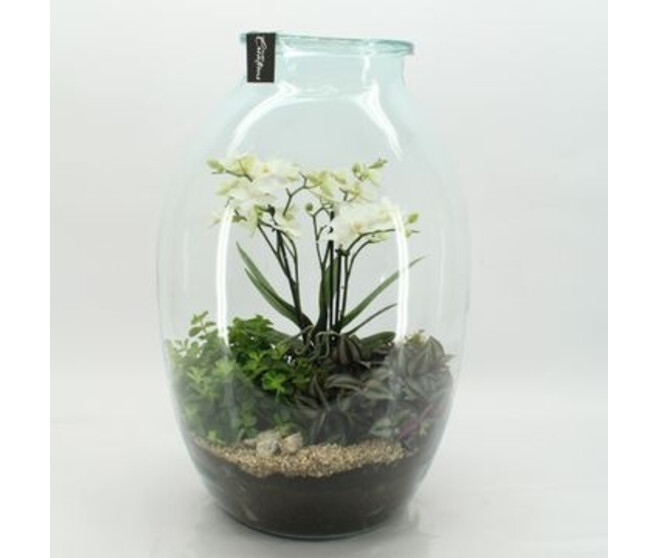 COMPO PHALAENOPSIS VERRE