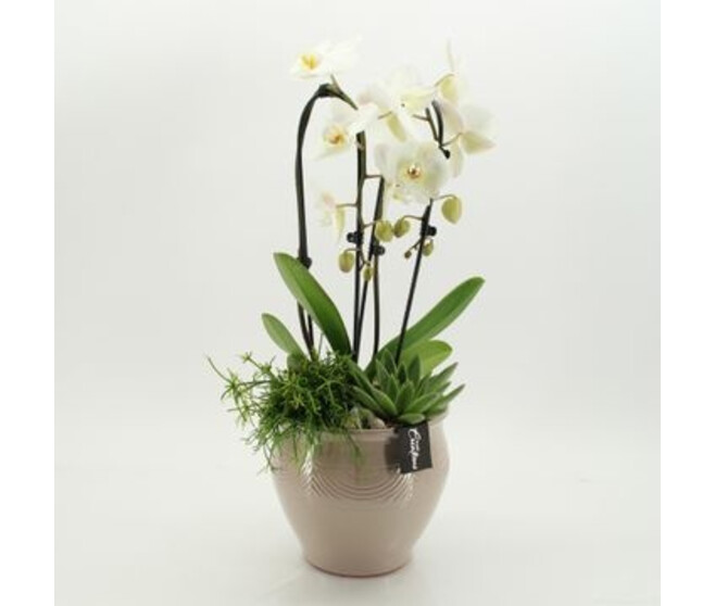 COMPO 3 PLANTES CERAM