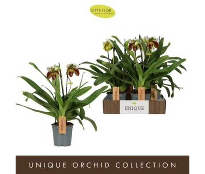 PAPHIOPEDILUM 2BR