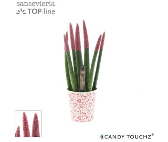 SANSEVIERIA CYLINDRICA VELOURS