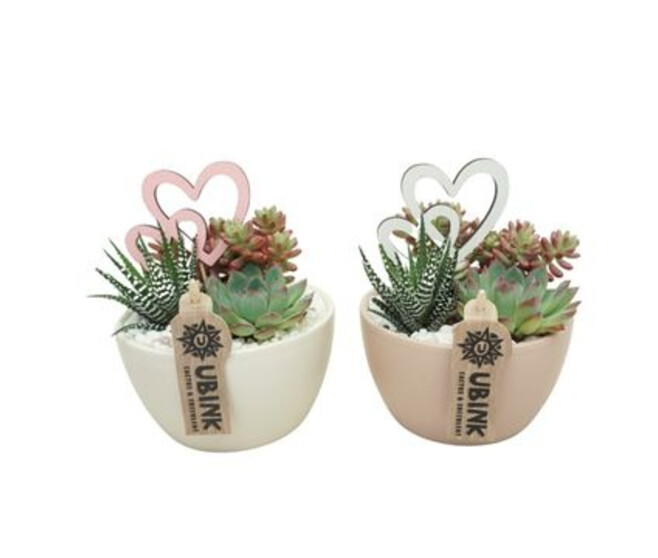 COMPO SUCCULENTES X3 CERAM