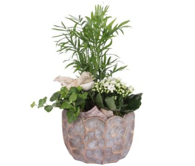 COMPO 3 PLANTES CERAM