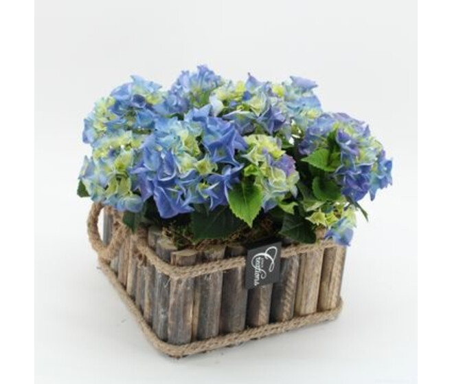 HORTENSIA VANNERIE