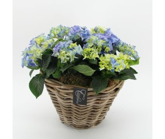 HORTENSIA VANNERIE